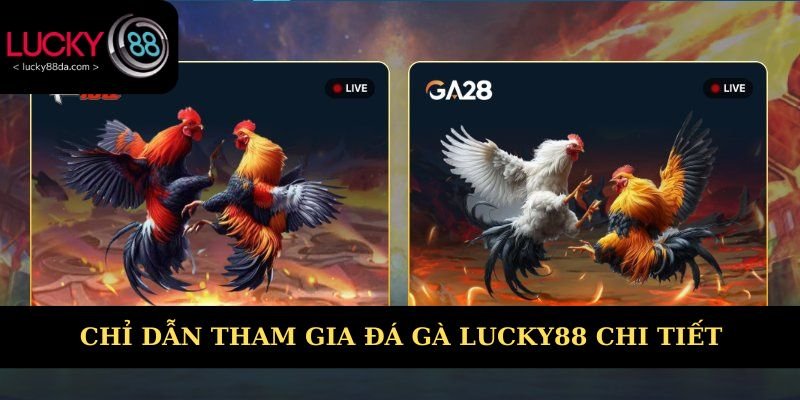 Chỉ dẫn tham gia đá gà Lucky88 chi tiết từ A - Z