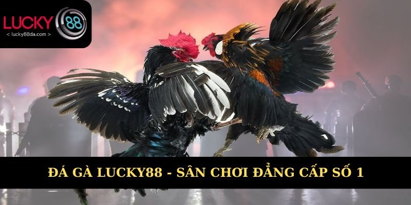 Đá gà Lucky88 là lựa chọn giải trí số 1