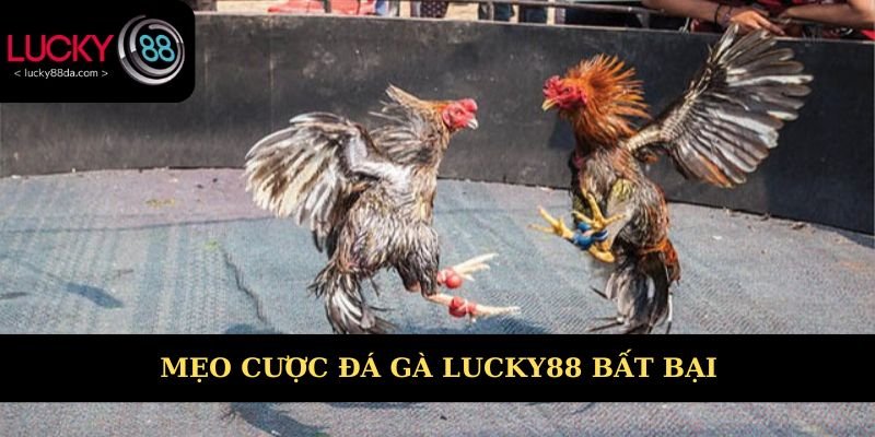 Mẹo cược đá gà Lucky88 bất bại chưa ai nói với bạn