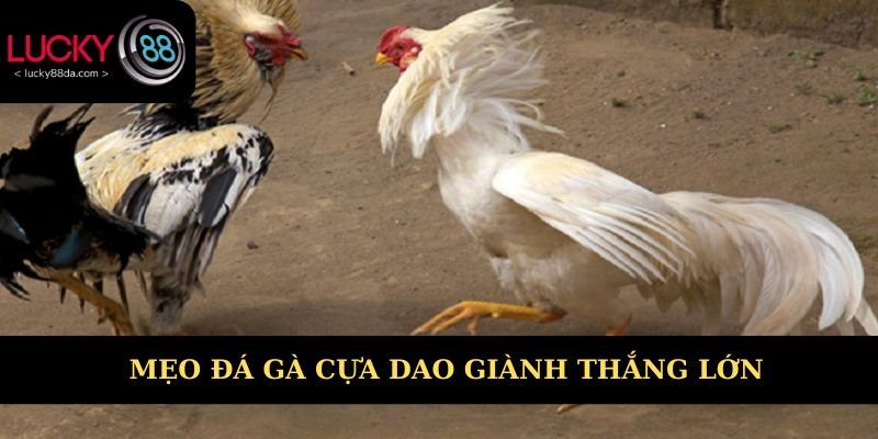 Các mẹo đá gà cựa dao hiệu quả